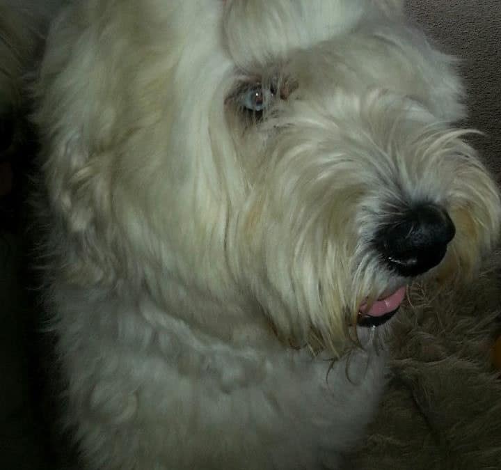 ￼The benefits of adopting a dog – the story of my Mabel