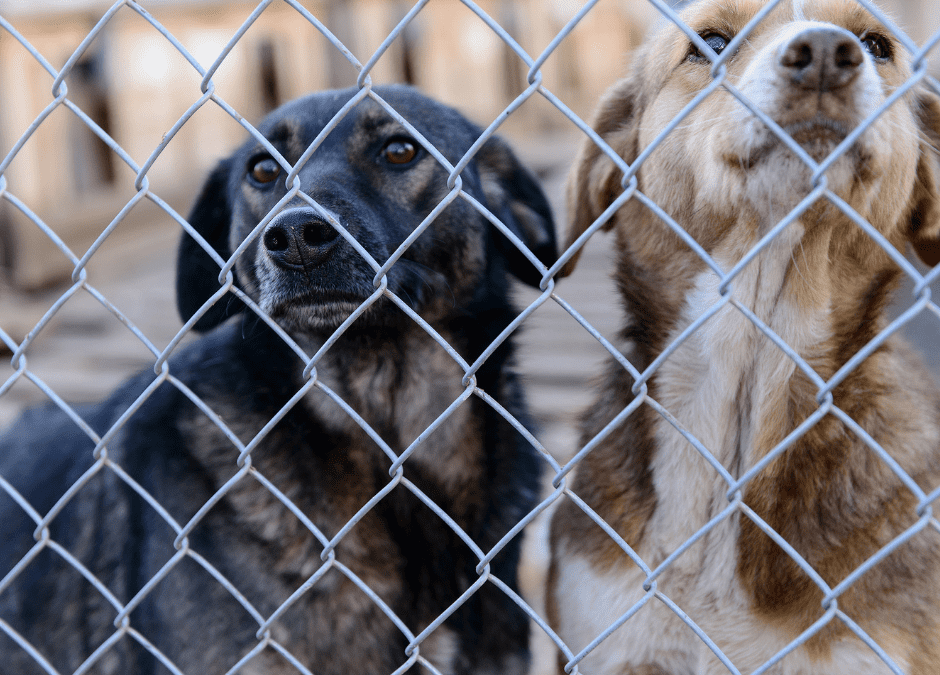 Is it wrong to return a rescue dog back to their shelter?