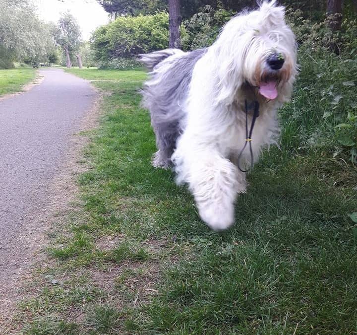 What if your rescue dog has behaviour problems