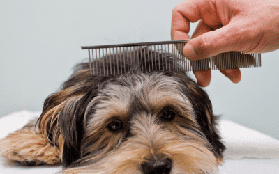 How To Choose The Right Groomer For My Nervous Dog