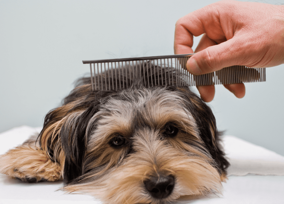 How To Choose The Right Groomer For My Nervous Dog