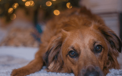 The Hidden Dangers of Christmas for your Dog.
