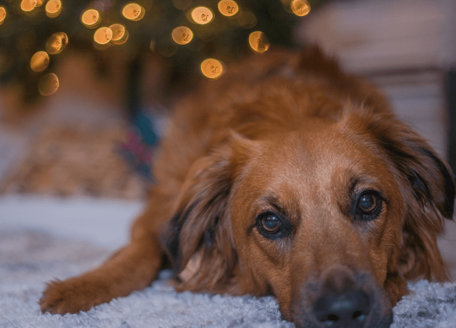 Romanian Rescue Dog – Christmas Survival Guide