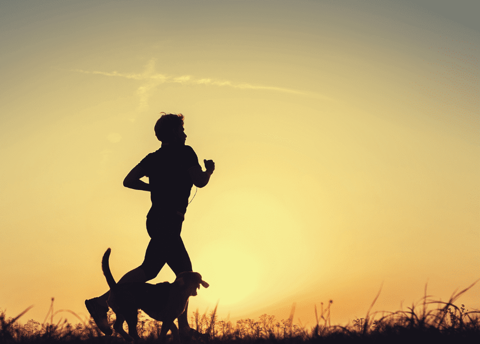 How to train a reactive dog – When Bikes and Runners are the Enemy