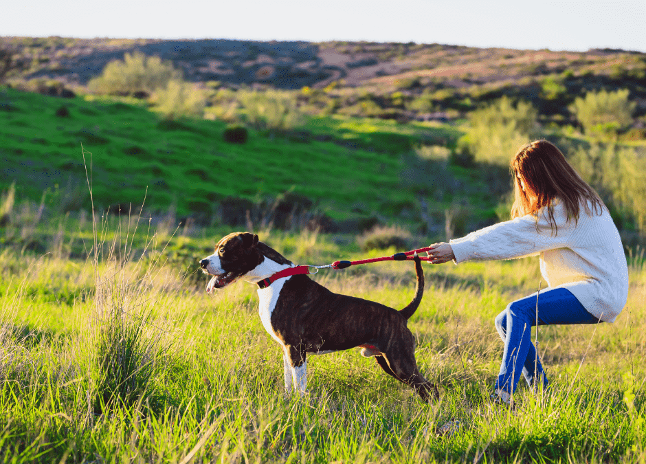 How To Stop Your Dog Pulling