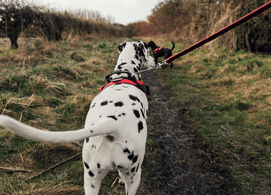 How To Keep Your Dog Safe in Edinburgh