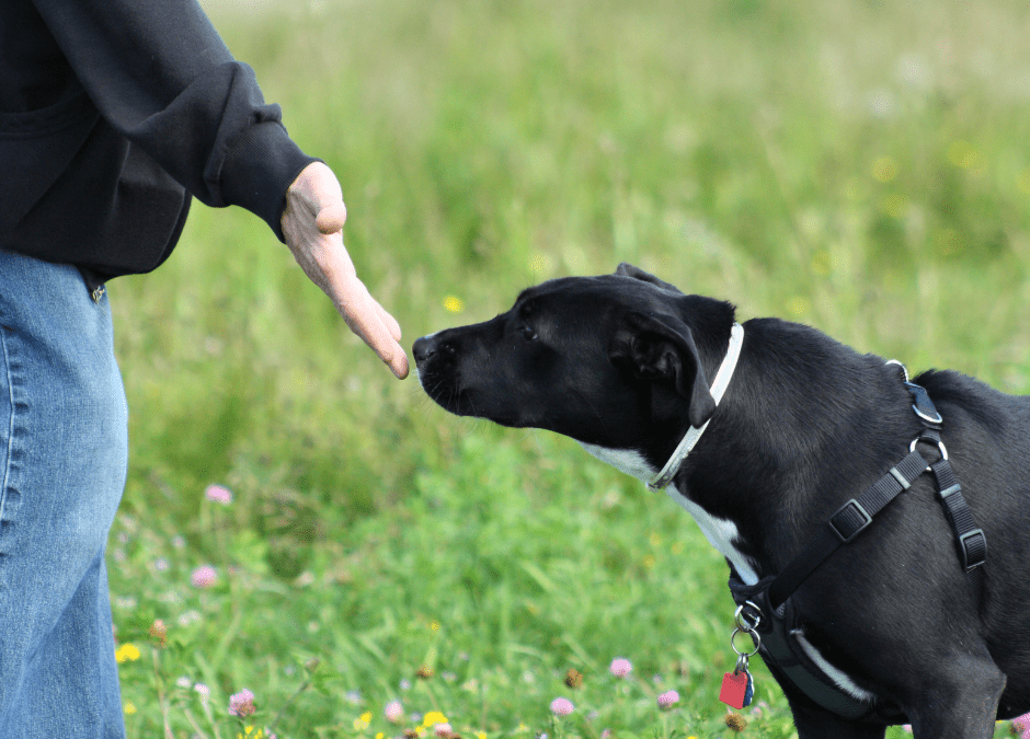 How to get a rescue dog to trust you.