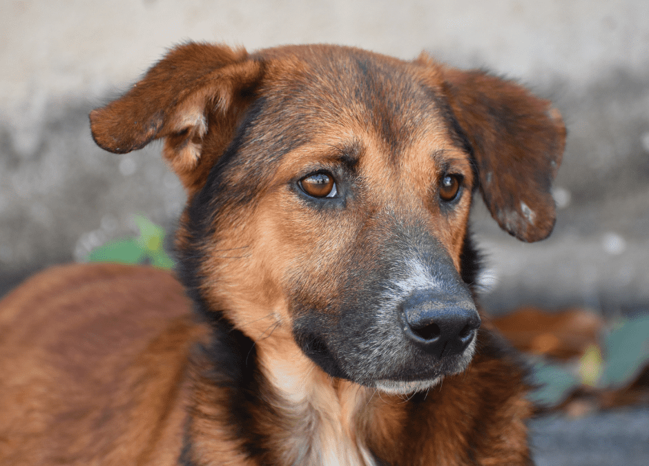 Rescue dogs from Romania – Dog Training