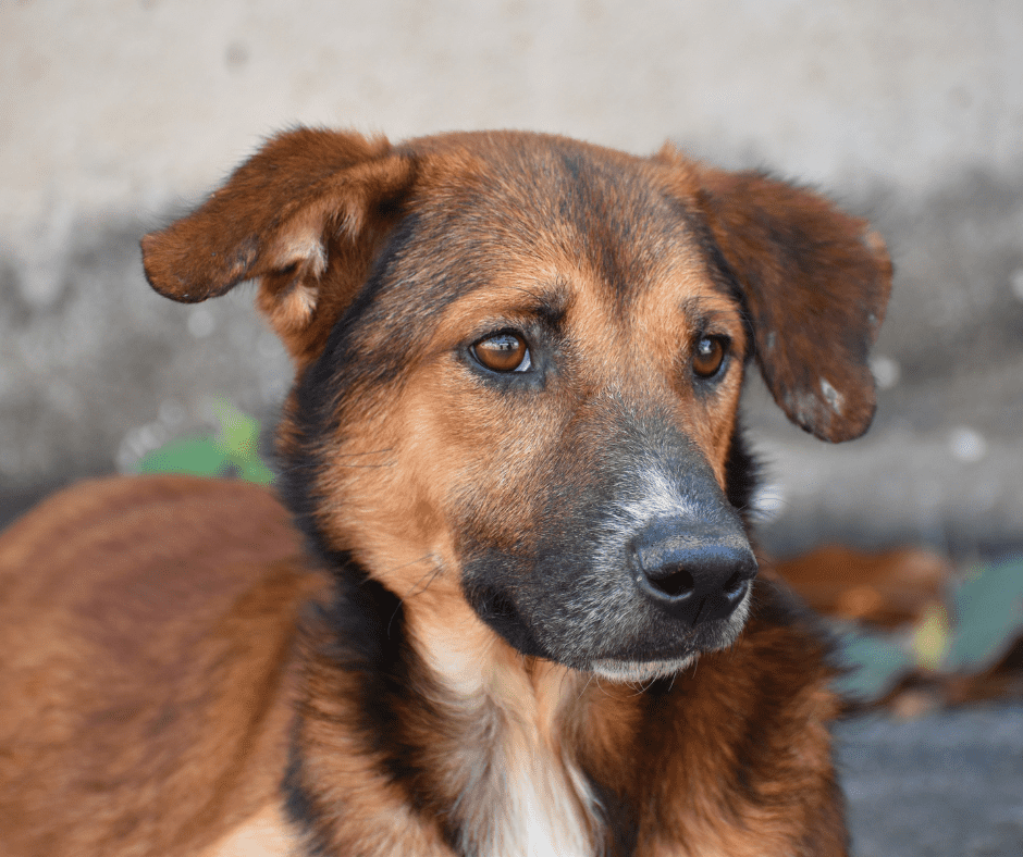 Romanian Rescue dog