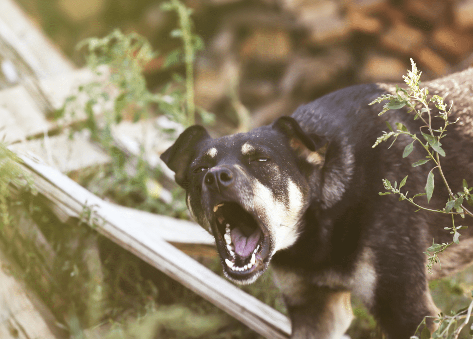 How To Help Your Reactive Dog