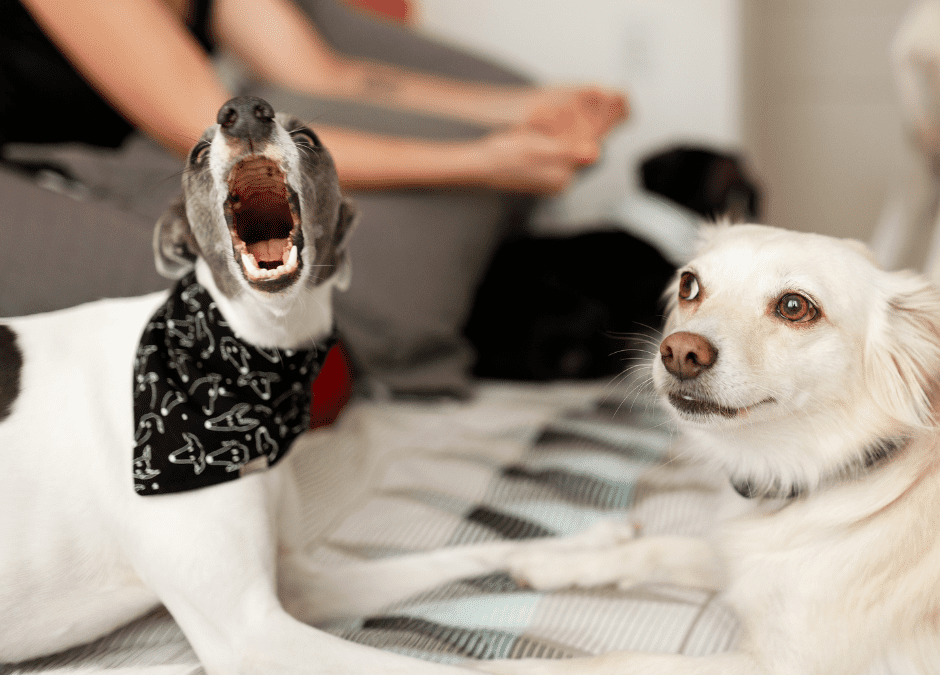 How Much Is Professional 121 Dog Training in Edinburgh