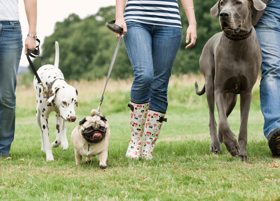 How to tell if a dog is in Pain