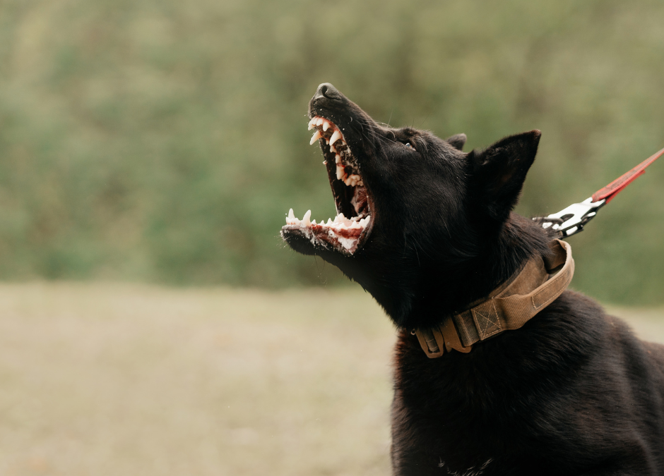 Reactive Dog Specialist Trainer Edinburgh