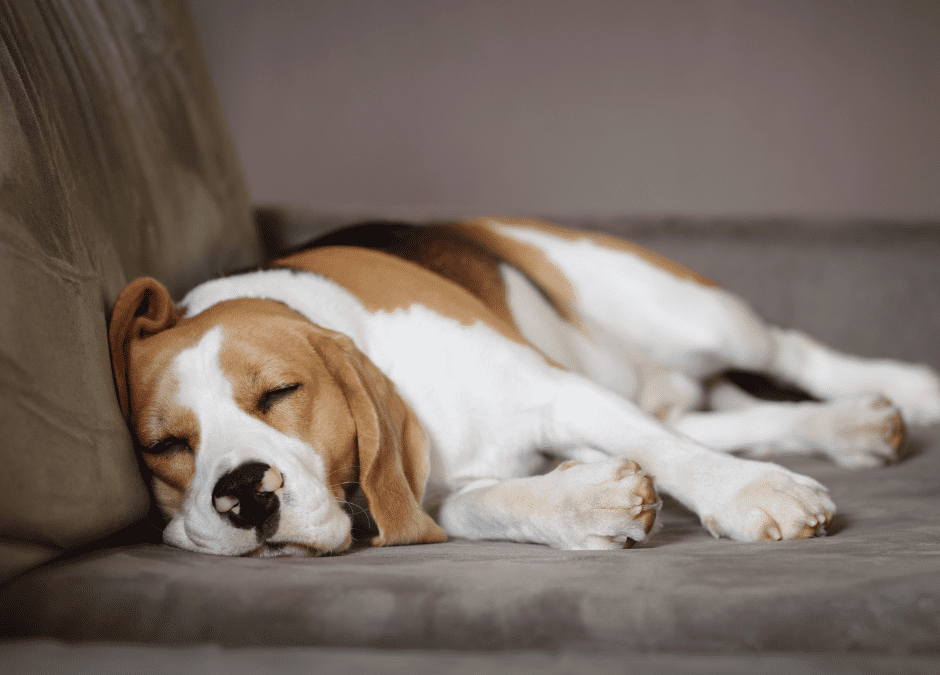 Relaxation for Reactive Dogs