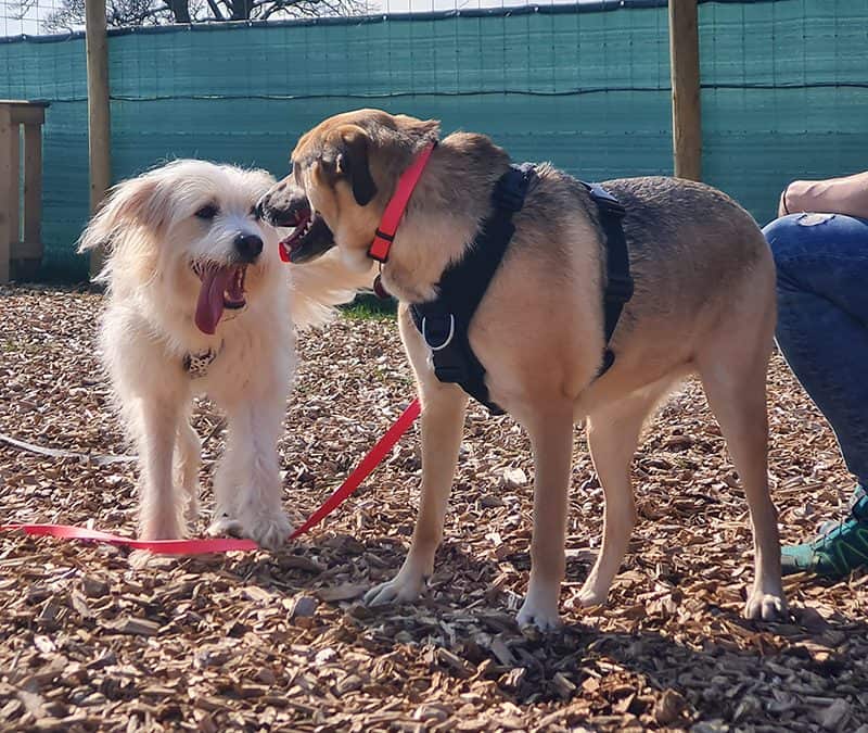 Romanian Rescue Dog Problems