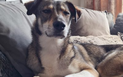 5 Things Every Romanian Rescue Dog Owner Should Know