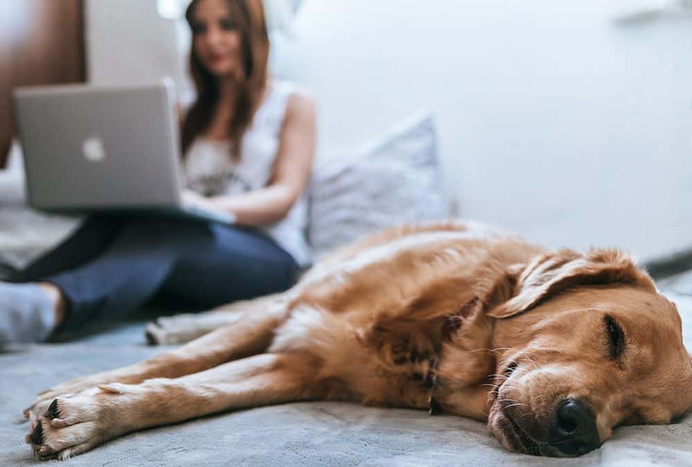 Help With Reactive Dog Training Problems