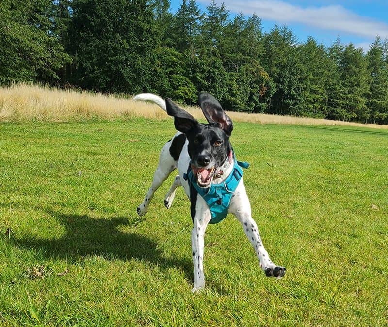 How NOT To Train Your Rescue Dog