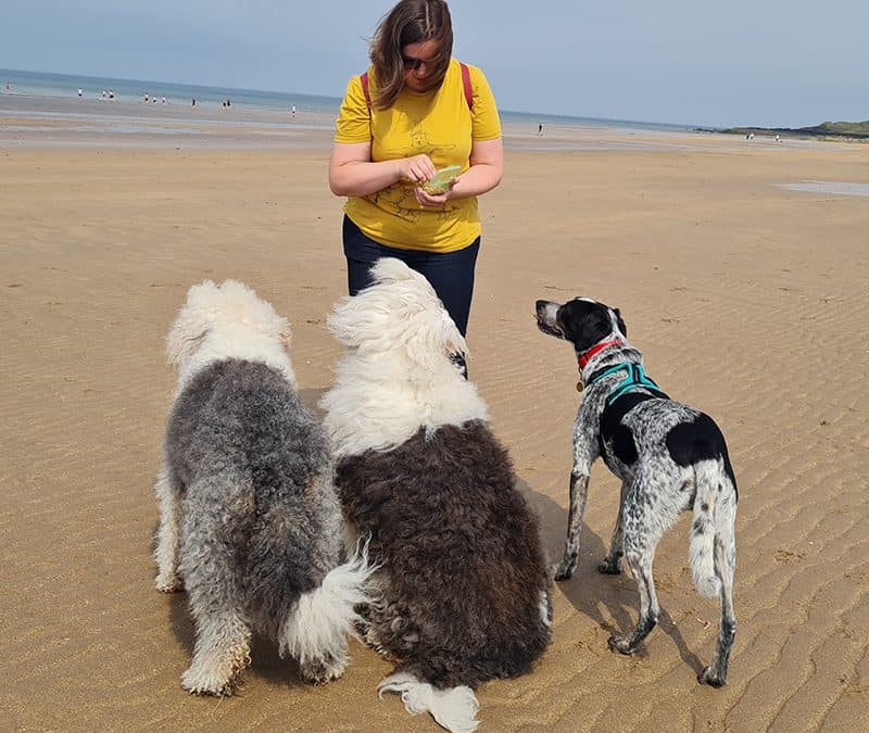How to get your Reactive Dog to Listen to You.