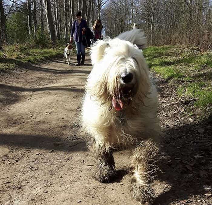 Rescue Dog Training What if your Rescue Dog has issues?