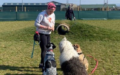 Questions to ask a Qualified Dog Trainer