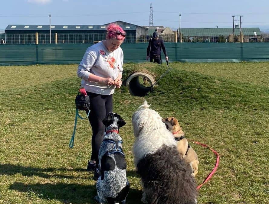 Questions to ask a Qualified Dog Trainer