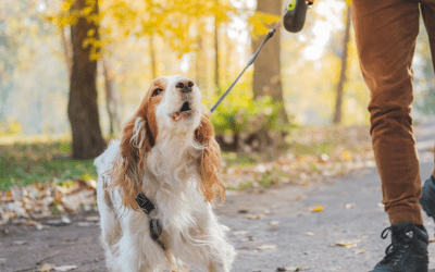 Professional Reactive Dog Trainer Edinburgh – Barking Solutions