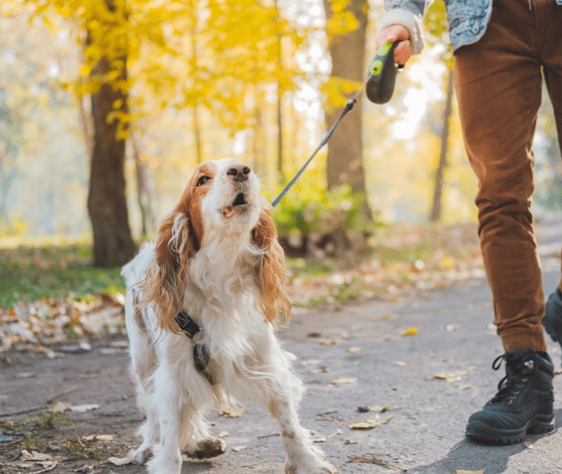 Professional Reactive Dog Trainer Edinburgh – Barking Solutions