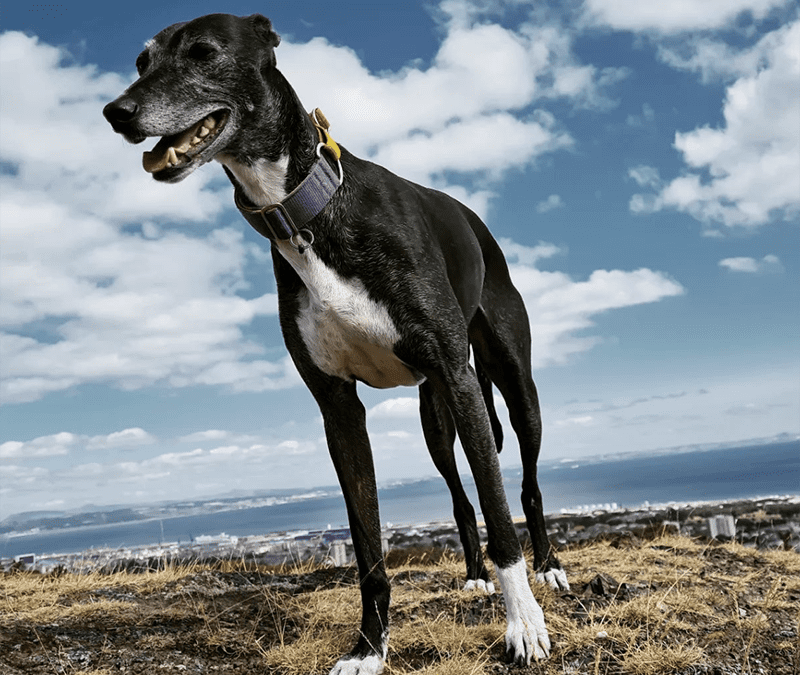 How do I know if my dog is nervous?