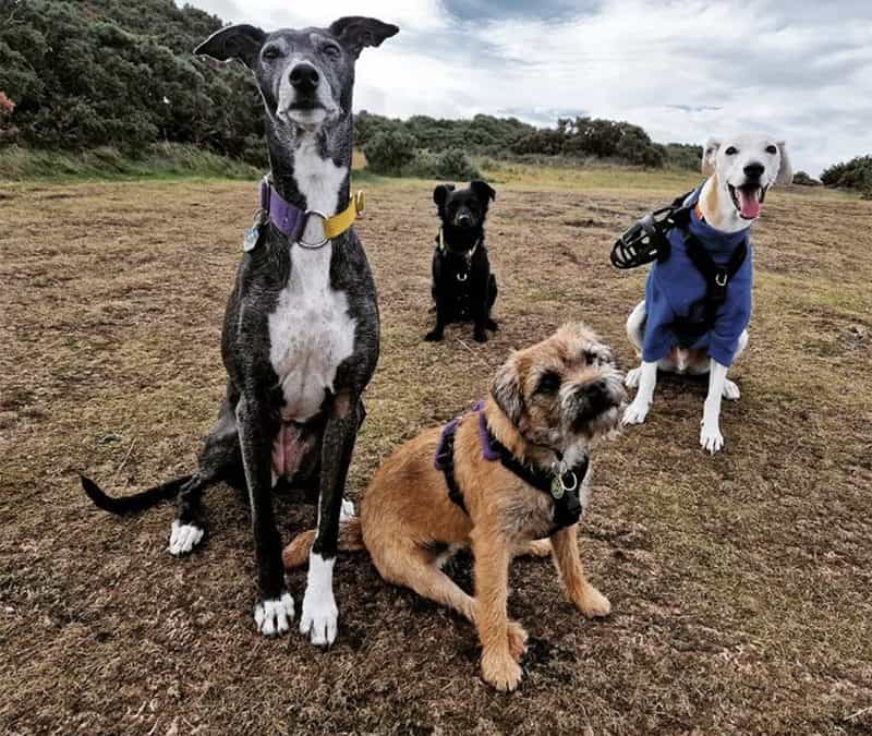 How to help your Nervous Dog