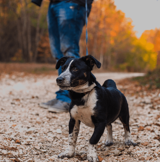 Should Your Reactive Dog Be Off Lead?