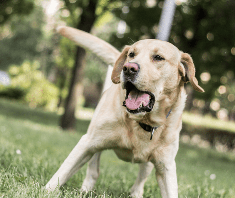 Is A Reactive Dog Just A Naughty Dog?