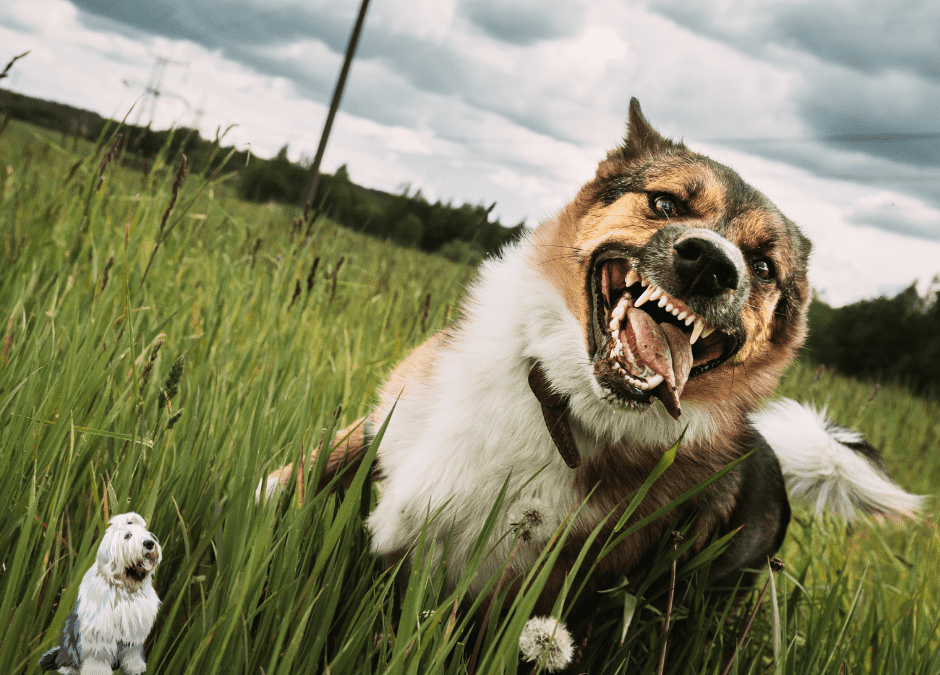 How to Change Your Reactive Dogs Behaviour