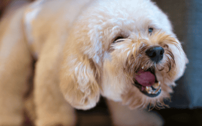 Naughty Dog or Hidden Pain?