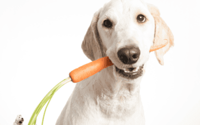 Is Hand-Feeding My Anxious Dog The Right Way To Help Them?