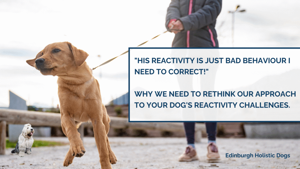 Reactive Dog Behaviour