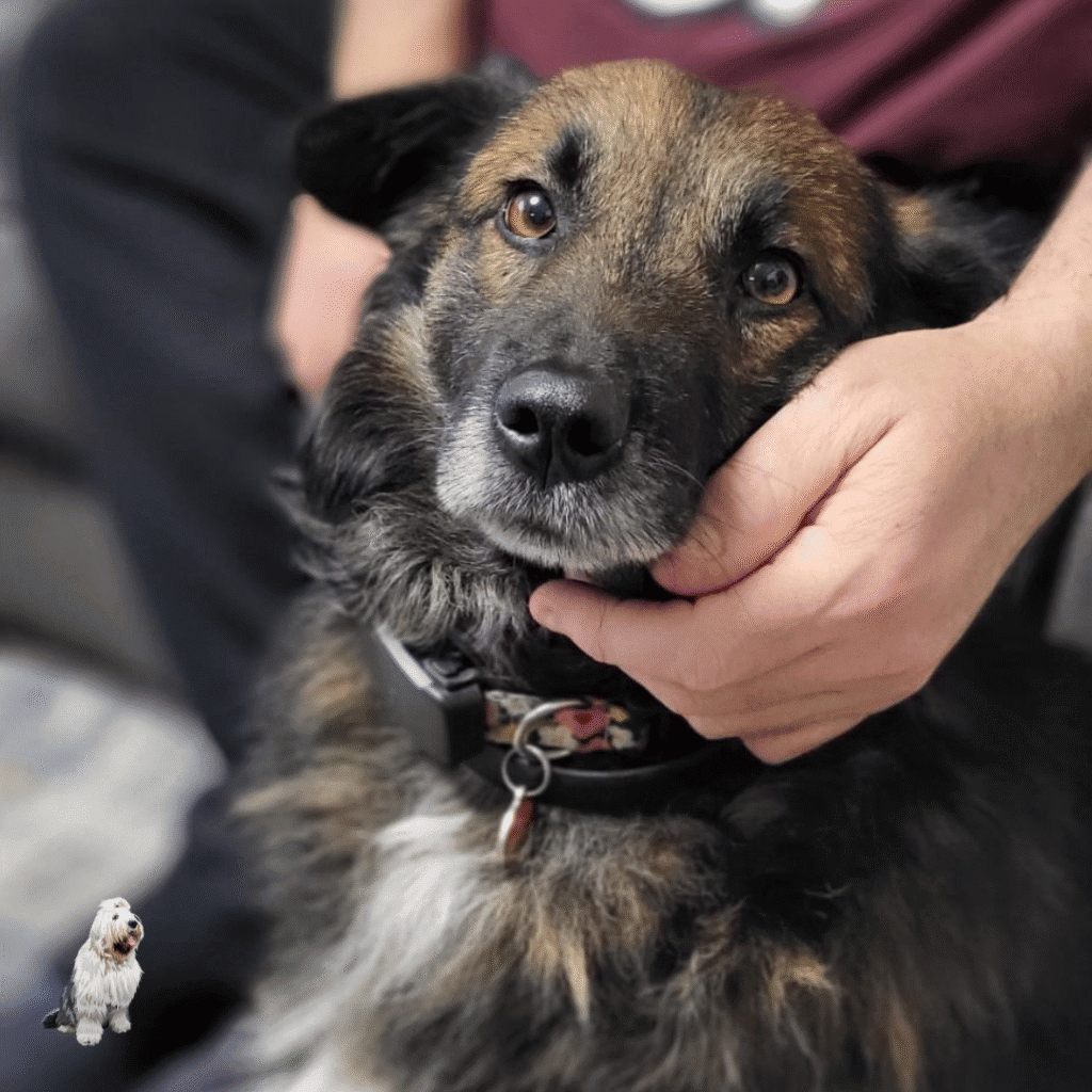 Romanian Rescue Dog