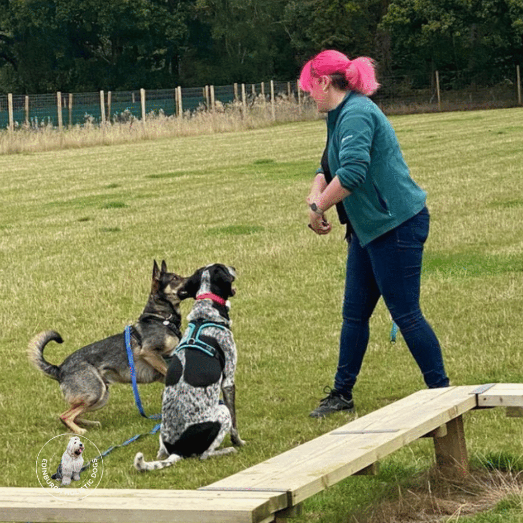 Help for Owners of Reactive Dogs in Edinburgh