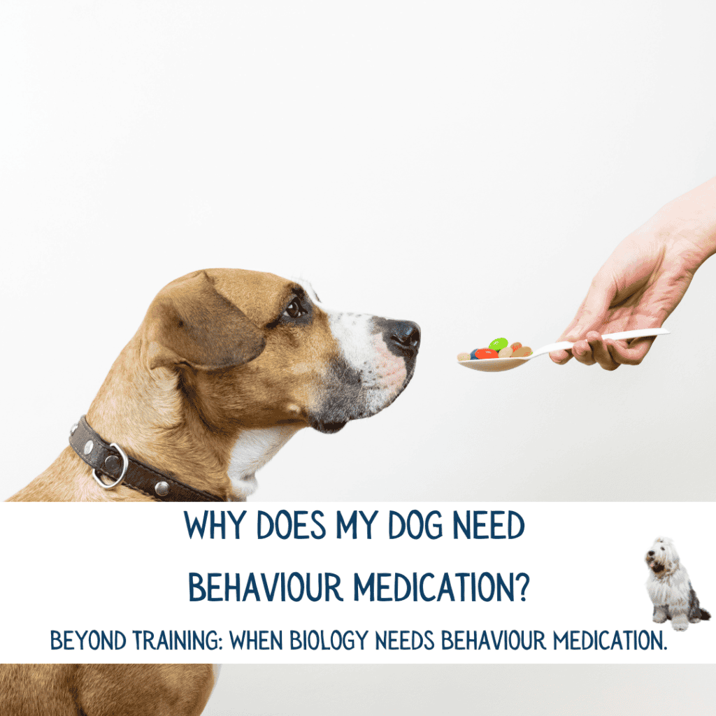 Why does my dog need behaviour medication?
