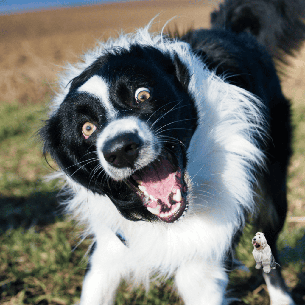 Why does my dog need behaviour medication (1)