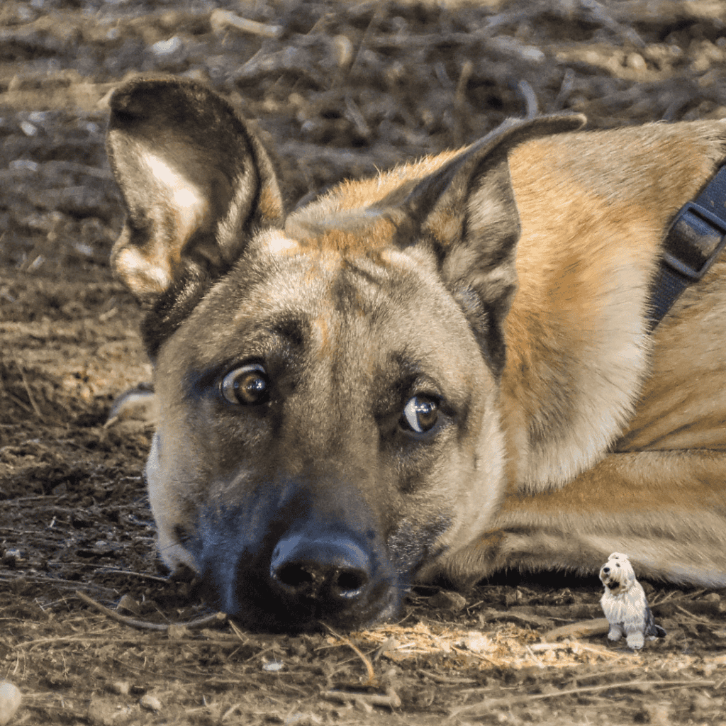 Why does my dog need behaviour medication